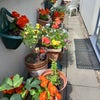 Photo 8: Balcony