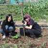 Photo 4: Housemates on our oranic Allotment 