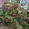 Photo 15: Fuschia on the driveway
