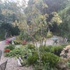 Photo 8: Garden view from the room