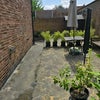 Photo 8: Side Garden