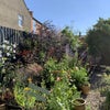Photo 8: Garden