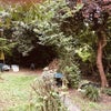 Photo 2: Back garden