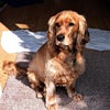 Photo 9: My dog