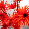 Photo 9: Flowers