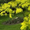 Photo 3: Beautiful Professionally Manicured Gardens