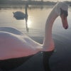 Photo 6: Some luck catching them swans (just the one though)