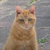Photo 7: Rubén the ginger cat ginger happy cat