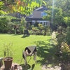 Photo 6: Garden or Patio