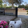 Photo 3: Timothy, our westie in the front garden 