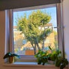 Photo 7: View from bed