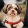 Photograph of Rozy