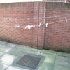 Photo 8: Back garden