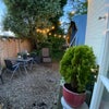 Photo 8: Garden