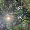 Photo 7: Garden or Patio