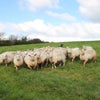 Photo 6: farm animals