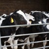 Photo 7: farm animals