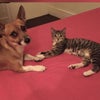 Photo 6: My best baby’s pets Lana and Eddie