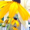 Photo 3: joy of summer flower yellows! 
