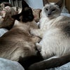 Photo 9: Cats