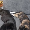 Kitty\'s picture
