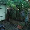 Photo 7: Backyard