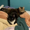 Photo 6: two friendly cats
