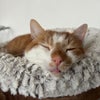 Photo 2: my baby boy gnocchi pesto x 