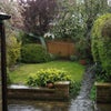 Photo 4: garden