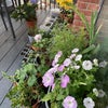 Photo 4: Balcony 1