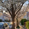 Photo 8: Cherry blossom in the spring