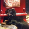 Photo 6: This Gloria my mini dachshund. 