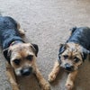 Photo 8: My "babies". 2 border terrier dogs Ozzy & Betty.