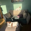 Photo 5: Dogs (in living room)