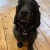 Photo 6: Eddie the dog