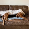 Photo 3: Retired dogs downstairs