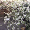 Photo 6: Garden in Blooming 