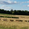 Photo 8: Richmond Park at next door