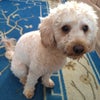 Photo 9: Fudge
