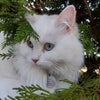 Photo 3: Nova Perched on a Fence in a Garden
