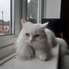 Photo 4: Nova on a Windowsill
