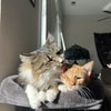 Photo 2: The boys: Jellybean and Gingerbread