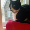 Photo 9: My cat