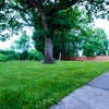 Photo 8: Garden