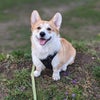 Photo 7: Sernik the Corgi