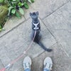 Photo 7: Stompin da hood! 🐈‍⬛🚶‍♂️
