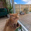 Photo 5: House cat