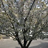 Photo 7: Spring Sakura / Cherry blossom tree outside window 