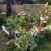 Photo 8: Garden