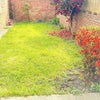 Photo 7: Garden or Patio